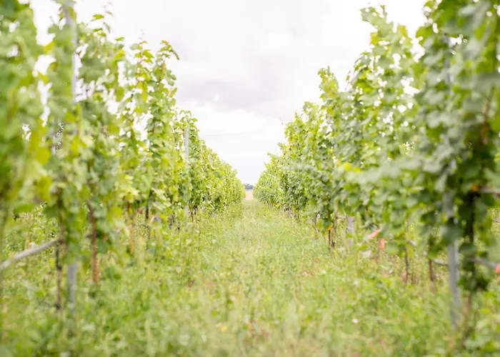 Biberburg باد ليبينويردا